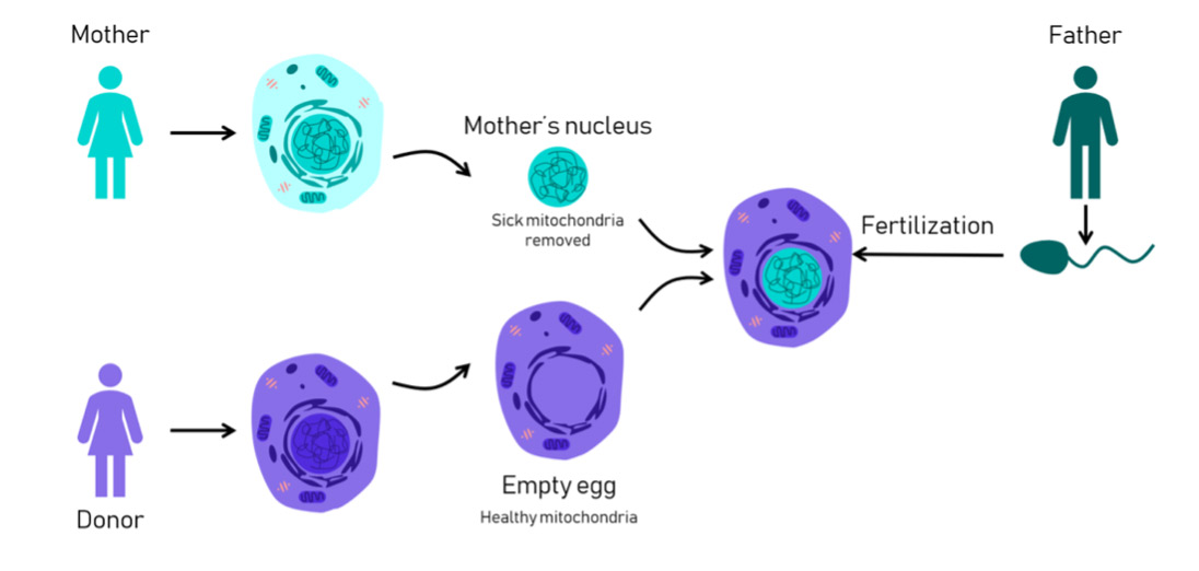 Mitochondrial Donation Treatment